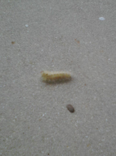 furry-caterpillar